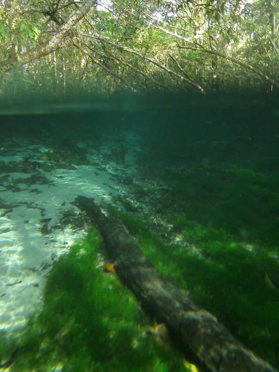 Tronco abaixo d'água no Rio Triste, em Bom Jardim, em Mato Grosso